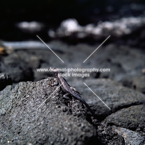 lava lizard on fernandina island, galapagos islands