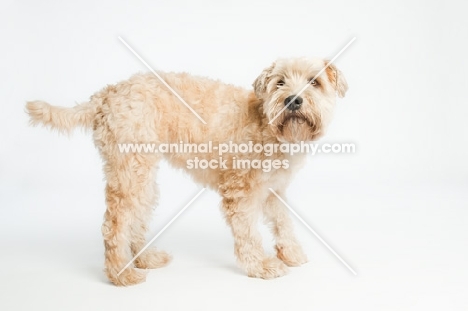 Soft coated wheaten terrier looking up