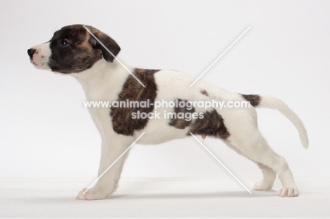 white and brindle Whippet puppy