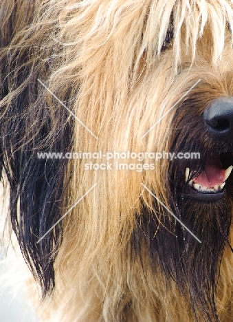 close-up of Briard