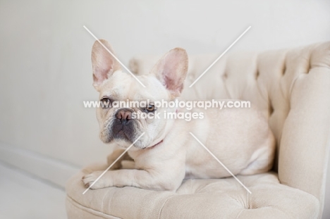Fawn French Bulldog lying on matching tan tufted chair.