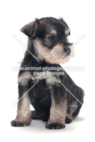 Miniature Schnauzer puppy, looking away