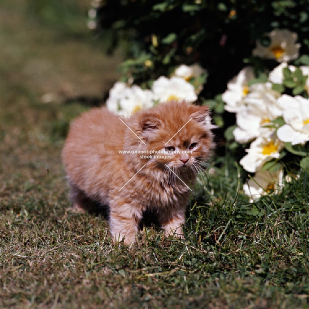 red tabby long hair kitten with roses