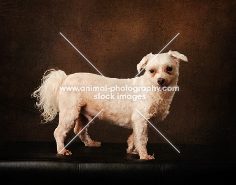 Maltese dog in studio on brown background