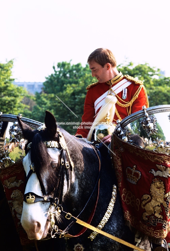 drummer of the  household cavalry riding the shire drum horse