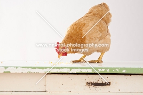 Buff Orpington hen