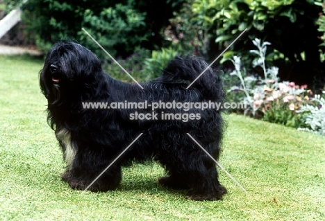 ch tsangpo eridanus of tintavon, (troy) lhasa apso