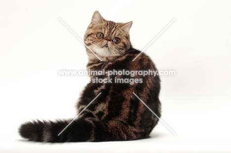 Exotic Shorthair back view, brown classic tabby colour