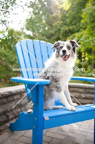 Blue merle Australian Shepherd sitting on blue chair outdoors.