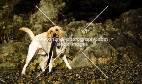 cream Labrador Retriever playing with stick