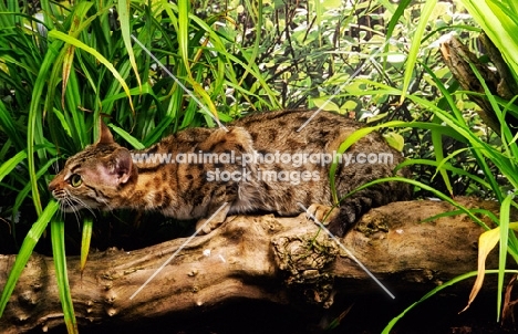 bengal concentrating