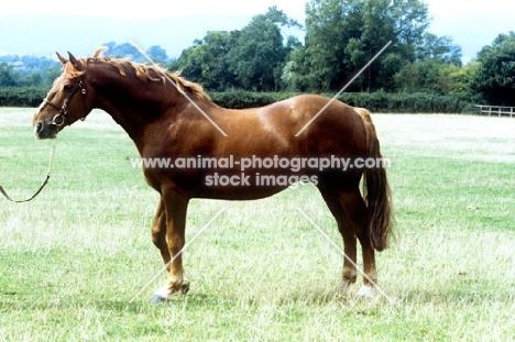 irish draught horse