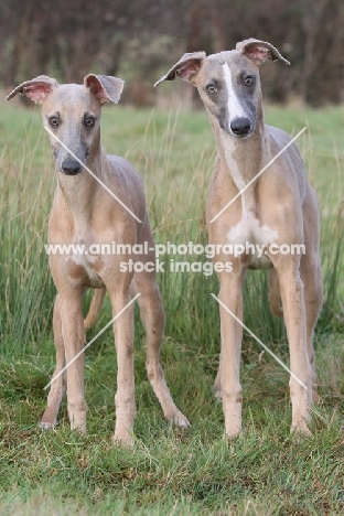 two Whippets looking at camera