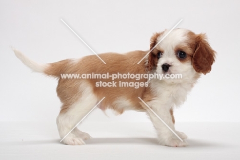 red and white Cavalier King Charles Spaniel, standing on white background