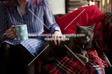 Grey cat relaxing on tartan blanket with woman drinking tea