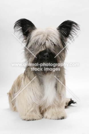 Skye Terrier in studio