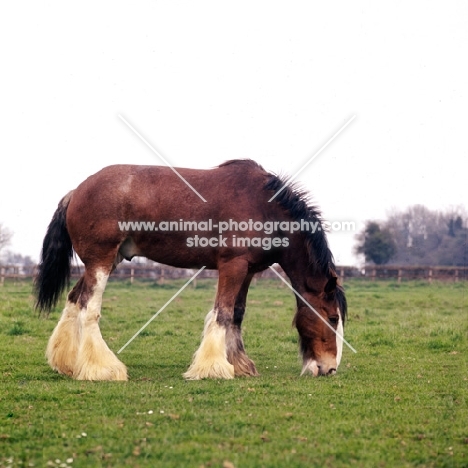 Clydesdale grazing