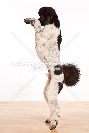 black and white standard Poodle standing on hind legs
