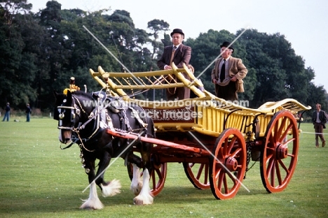 shire horse pulling a haywain