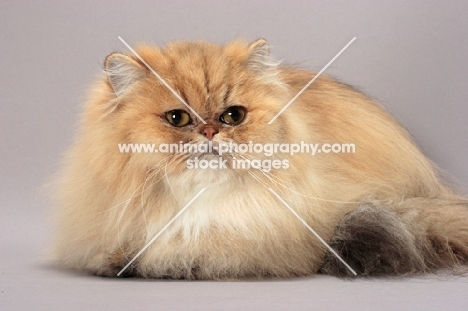 Shaded Golden Persian lying down