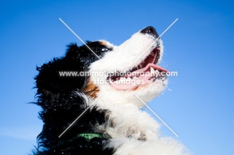 Bernese Mountain Dog looking up into blue sky