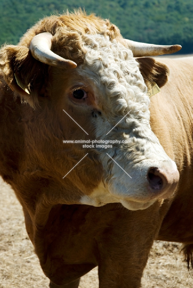 bull looking at camera