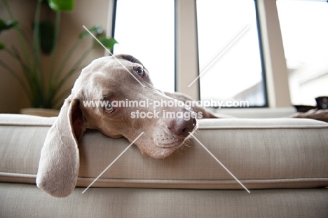 Weimaraner lying on sofa indoors.