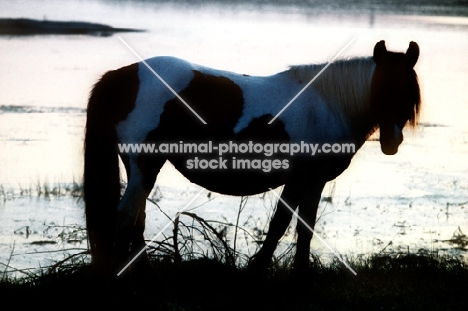 chincoteague pony on assateague island