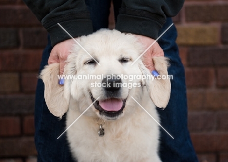 Owner playing with Golden retriever puppy's ears.