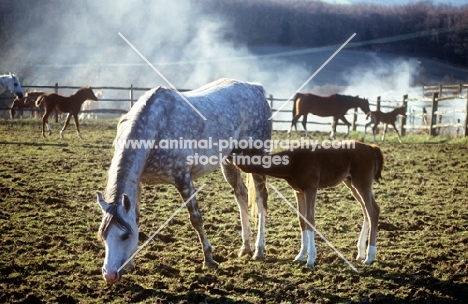 Arab UK foal drinking milk, suckling