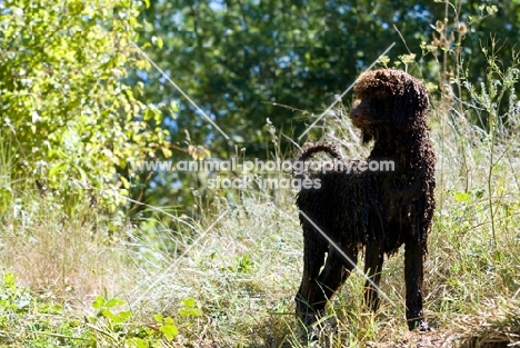 wet standard poodle, undocked