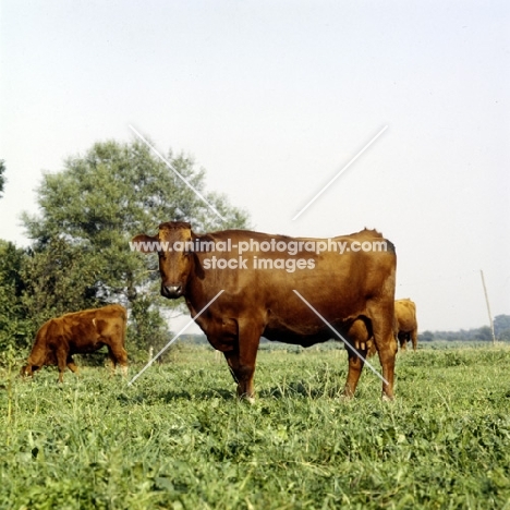 danish red cow in germany, side view