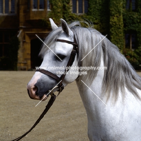 russell pirate, welsh mountain pony stallion