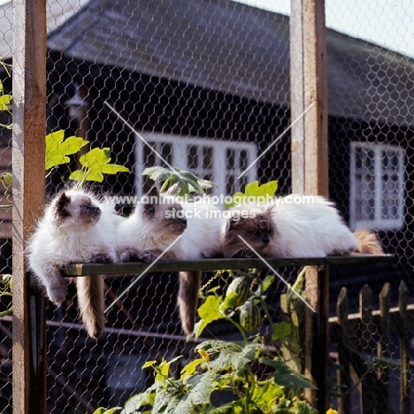 three colourpoint cats lying in a cattery. (Aka: Persian or Himalayan) 