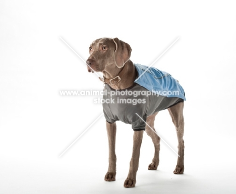 weimaraner wearing coat