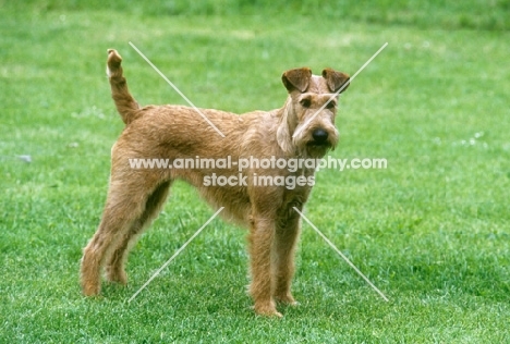 irish terrier standing on grass
