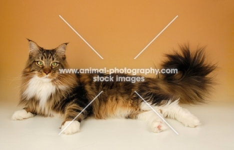 brown tabby and white maine coon cat lying on orange background