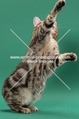 Silver Classic Tabby Manx cat standing on hind legs