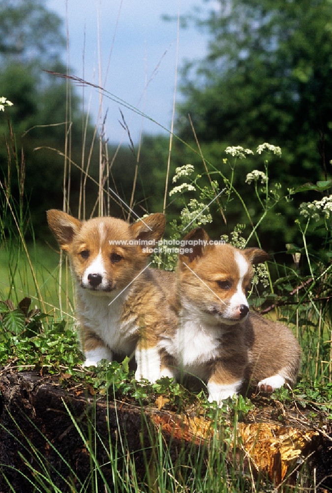 pembroke corgi puppies on a log in a garden