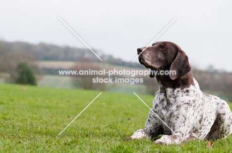 German Shorthaired Pointer (GSP) lying in field