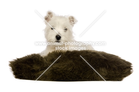 West Highland White puppy resting on a fluffy cushion on a white background