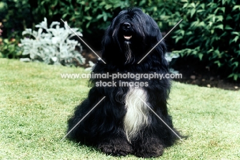 ch tsangpo eridanus of tintavon, (troy) lhasa apso