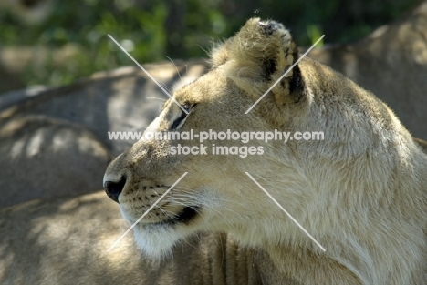 lioness looking back