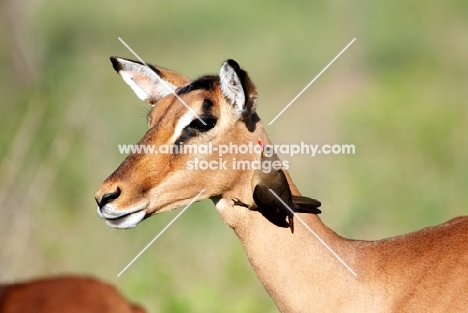 Impala