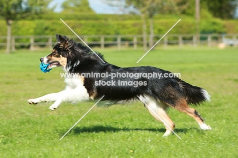 Border Collie retrieving, side view