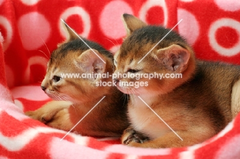 two ruddy abyssinians resting in a cat bed