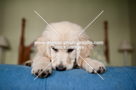 Golden retriever lying on bed.