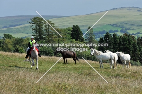 wild dartmoor horses watching an endurance rider go past