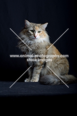 Portrait of champion Kronangens Lucia sitting, studio shot with black background