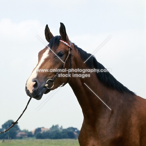 Hestra, East Friesian mare head and shoulders 